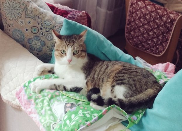 Le pedí a San Antonio de Padua un macho.

Ésto es lo que me mandó: