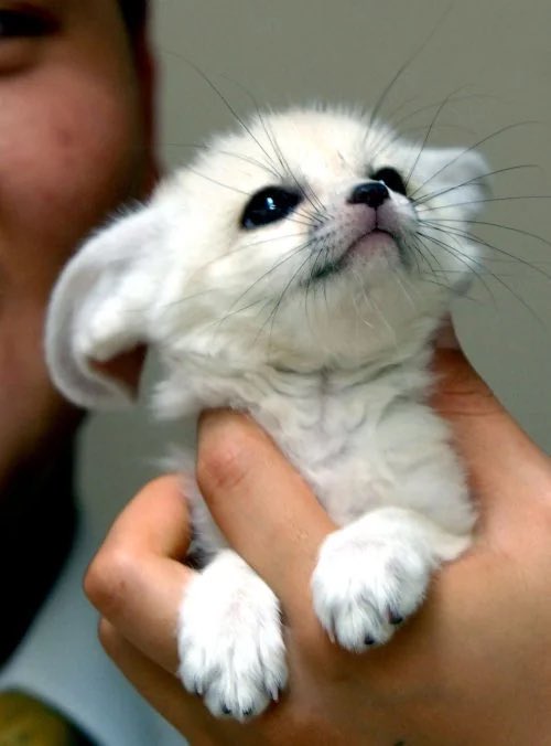 cinnsia's tweet photo. @pipururuVT probably a fennec fox! u both have those boba eyes LOL very cute >.< https://t.co/mAPERgYXEM
