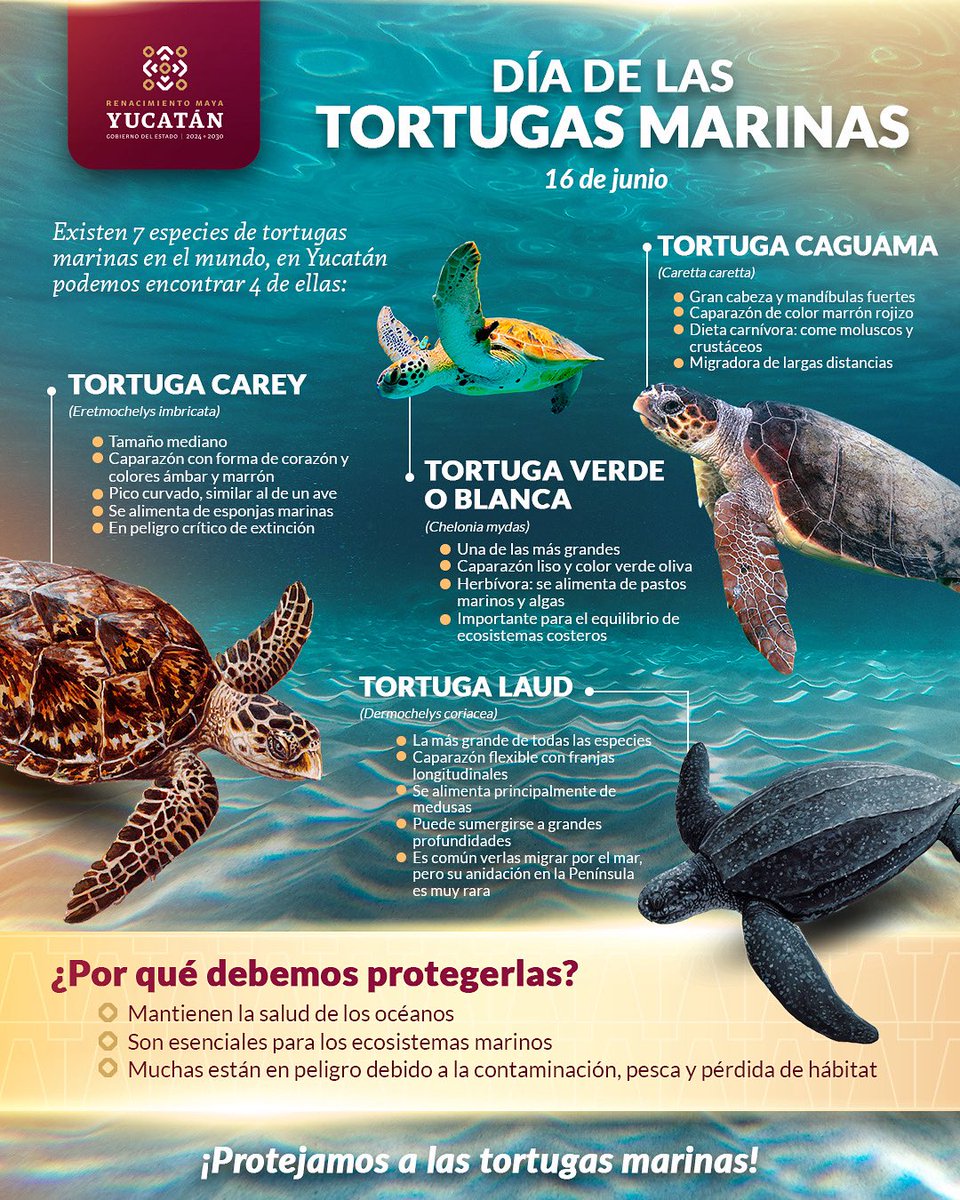 🐢🌊 En Yucatán habitan 4 de las 7 especies de tortugas marinas del mundo. Son parte fundamental del equilibrio ecológico de nuestros mares.

Hoy, en el Día de las Tortugas Marinas, reforzamos nuestro compromiso con su protección.