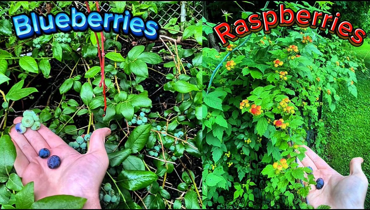 One thing all this cool, rainy weather is good for is a bountiful berry harvest. 😋 

Looks like I’ll be enjoying the first of many Blueberries and Raspberries today. 😁 

The Blueberries are HUGE in Edwardsville this year!! 😳 🫐 
#NEPA #PAwx #wxtwitter #wxX