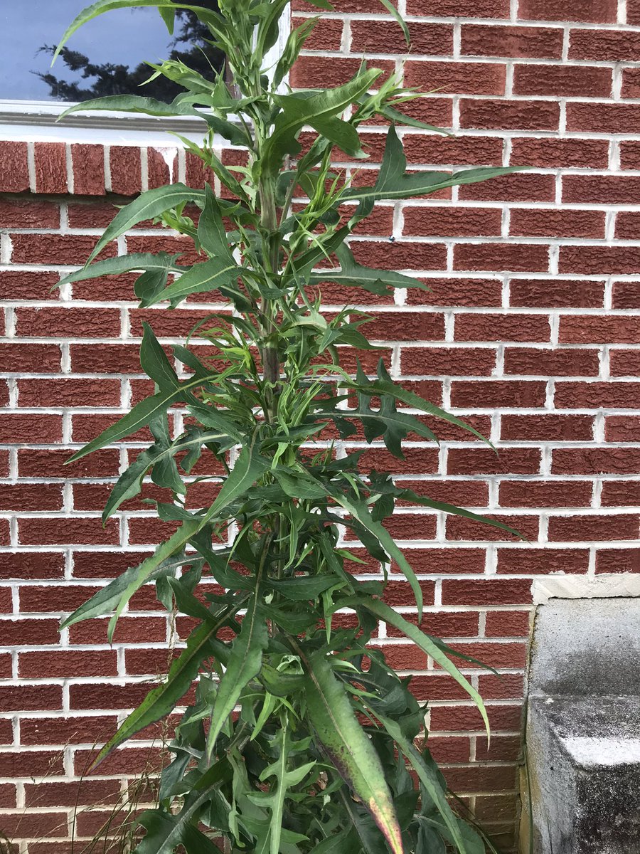 Guess what the weed is. I bet you can’t.