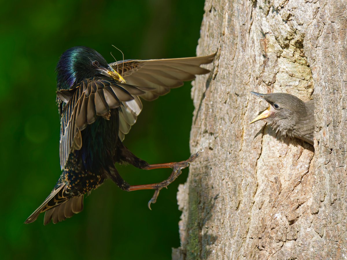 igorvigor19's tweet photo. Breakfast is being served
#commonstarling https://t.co/B7Y5Nq6QOD