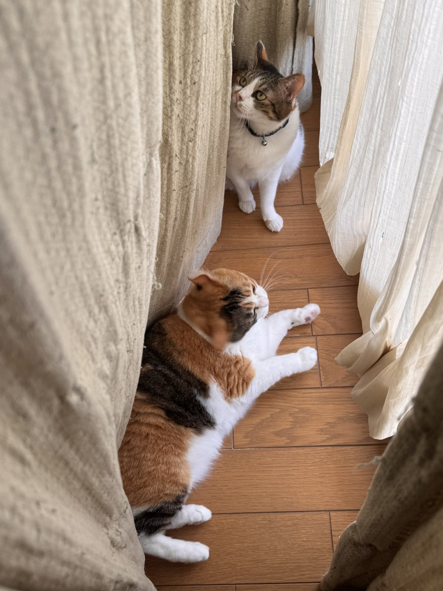 三毛猫】フードをこぼしながら食べがちな猫（2023年8月17日