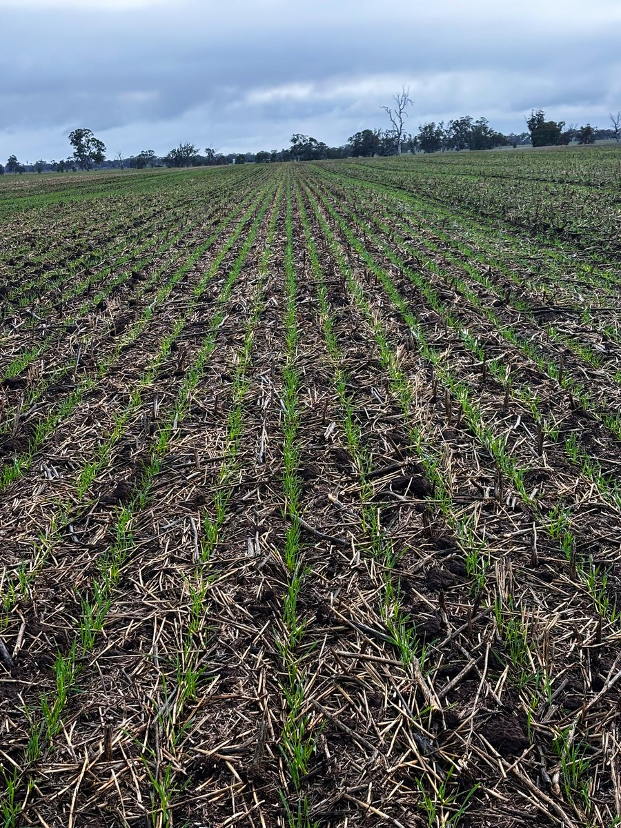 Daniel Feder tweet media