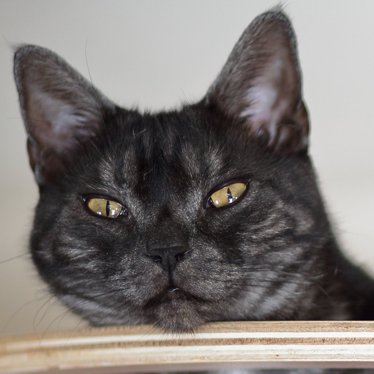 おはようございにゃす😺
今日は、オトのハコブネの日、水事無しの日、砂漠化および干ばつと闘う国際デー😌
#黒猫 #のあ 
#くつした #るあ 
#三毛猫 #みあ 
#保護猫を家族に #猫かわいいね #猫好きさんと繋がりたい #猫のいる幸せ 
₍ᐞ•༝•ᐞ₎◞ ̑̑