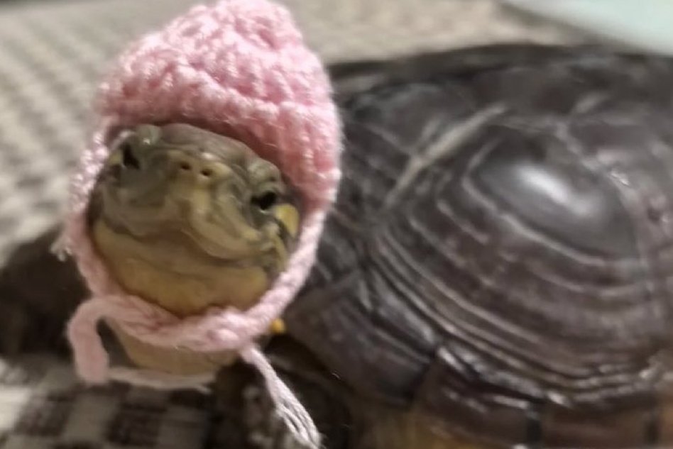 Yo después de ganar dos unidades de veces (perdí todas las demás)