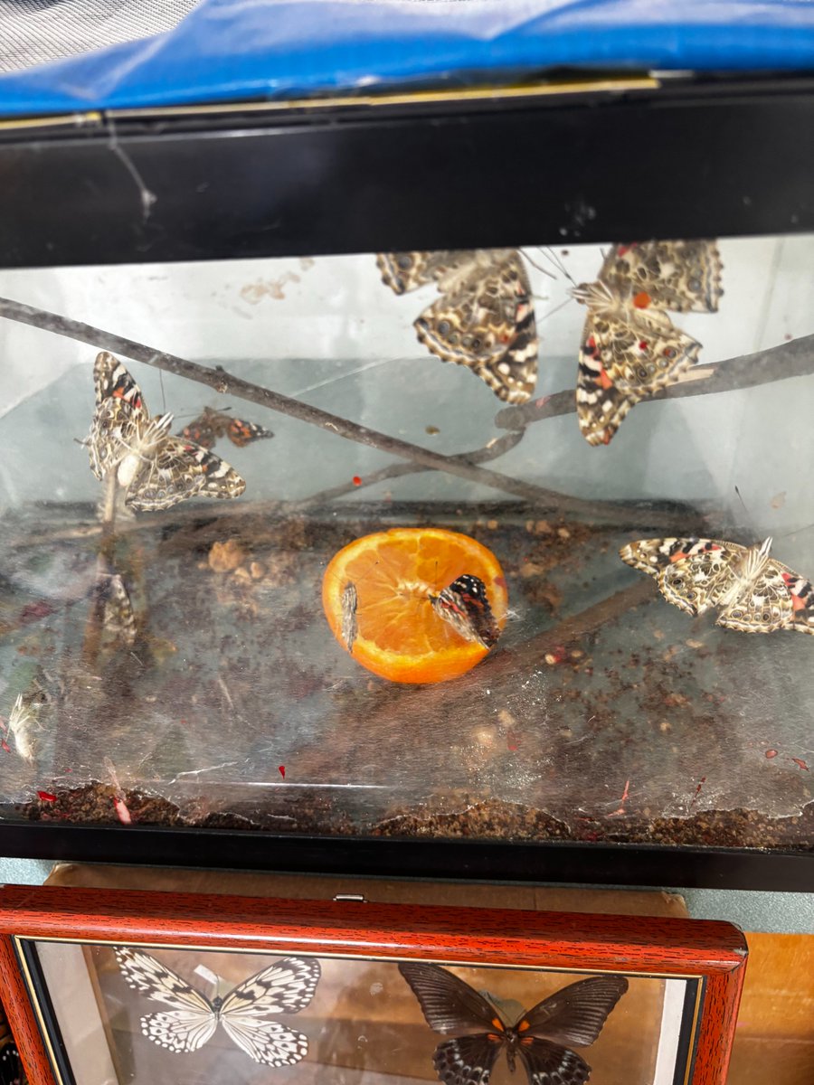 Sara Kussner tweet media