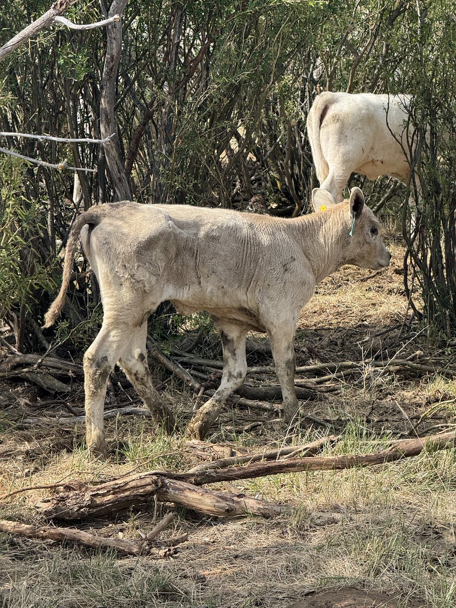 Someone got themselves into a bit of a predicament today. 

He’s a little hungry but handled it all like a champ! 
.
.
#whoops #debruyckercharolais #cattle #montana #SummerVibes