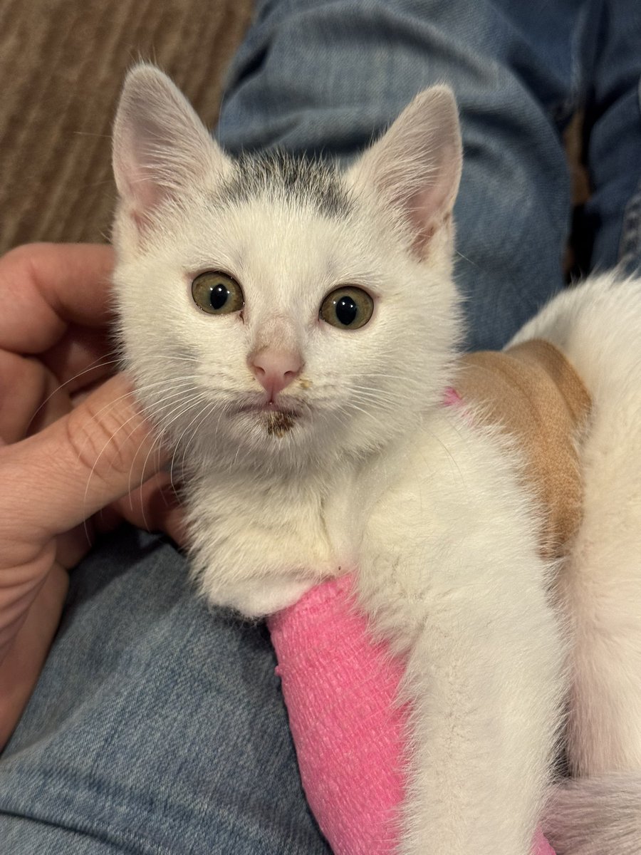 Here’s little Miss Wekie. She’s has a fractured humerus and a bit of a bump on her chin from a run in with a car in front of us, but luckily we found her right when it happened and her injuries weren’t worse. She will be living with me from now on 🥰