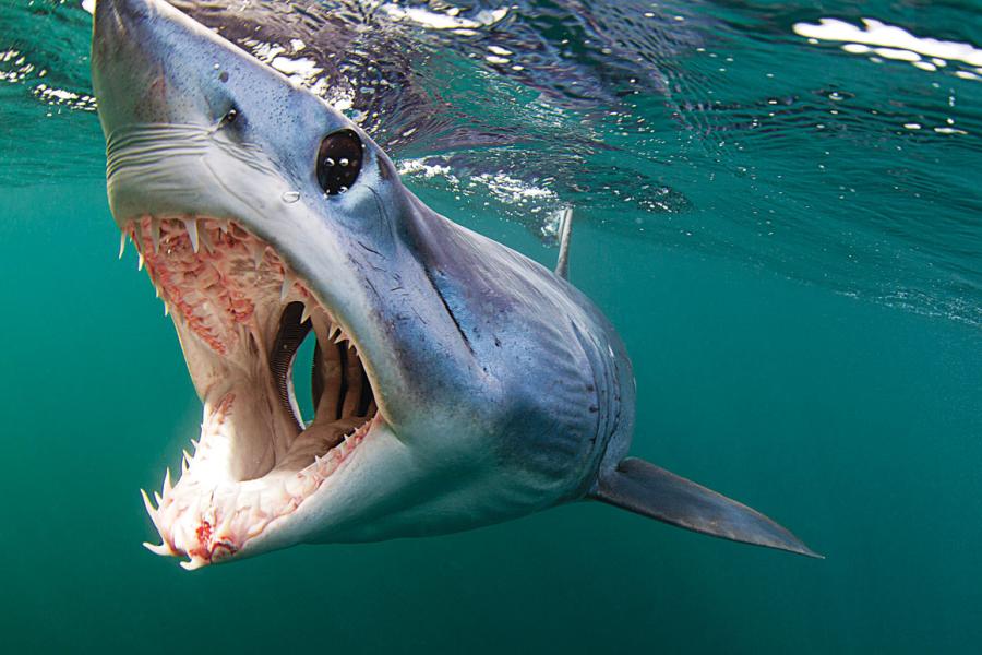 Sharkies tweet media