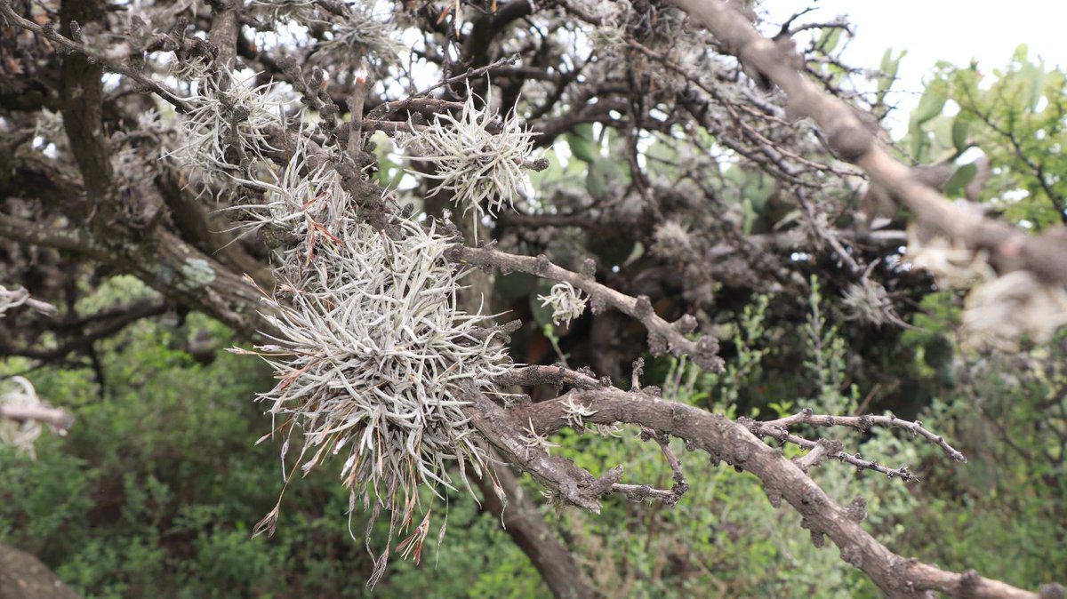 Este fin de semana, se llevó a cabo una de #Tepotzotlán, por parte del Ayuntamiento, a través de la Dirección de Medio Ambiente, y con la participación de Regidores, servidores públicos y más de 50 niñas, niños, jóvenes y adultos.

semanariomiespacio.com/cuautitlan/tep…