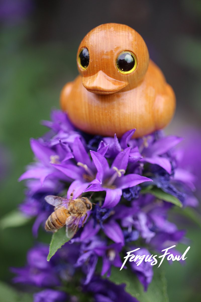 FergusFowl's tweet photo. Clogs visited the garden today and look who stopped to check the flowers for pollen! 🐝🌸🦆 https://t.co/cNC1FPAQQq