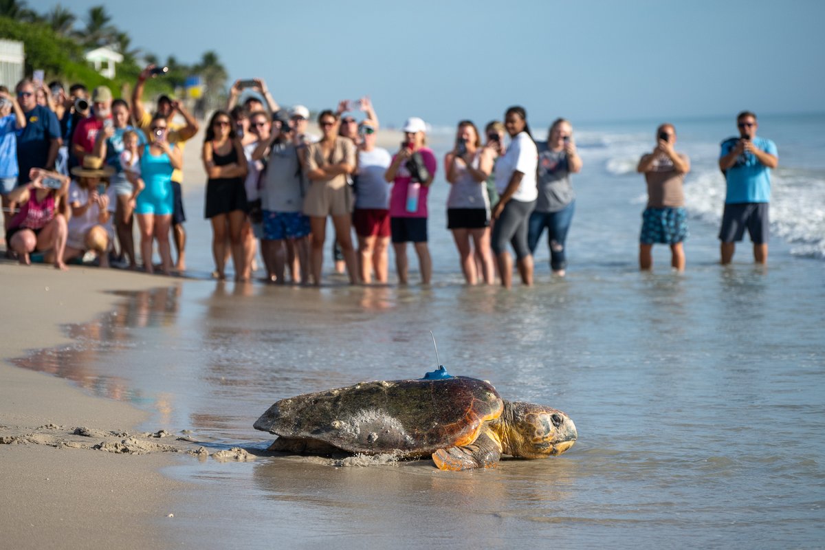 Live Wildly tweet media