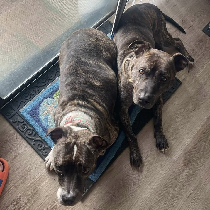 Long term resident MONTY (R) got ADOPTED! 😍😍😍

Waited 2 years!

From Associated Humane Tinton Falls #NJ:

After nearly two years in the shelter, Monty finally found the home he’s been waiting for. This sweet boy had the entire staff and volunteer crew rooting for him, but