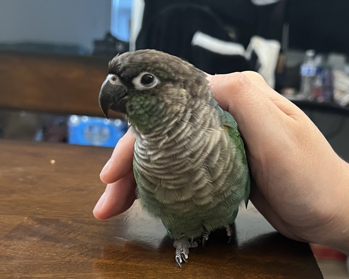 그 있잖아,
집사들 저녁 먹어야 알곡 벌이를 할텐데요
6시부터 졸거야?