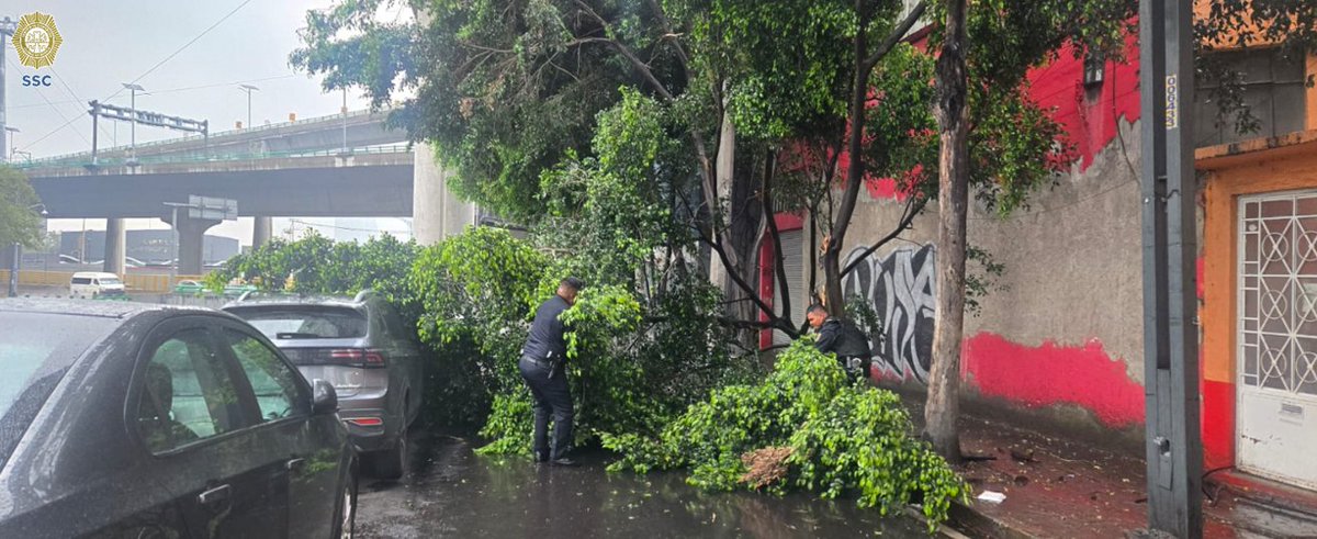 CI_CDMX's tweet photo. #EstaTarde || #Bomberos_CDMX laboran en conjunto con elementos de la ##SSC_CDMX, en el retiro de un árbol caído, sobre Av. #Constituyentes equina Gral. #Alatorre, colonia #DanielGarza, @AlcaldiaMHmx.

#TómeloEnCuenta. https://t.co/ql9DNsL51H