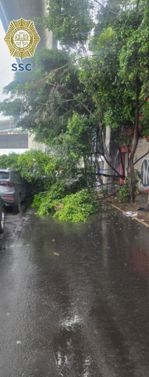 CI_CDMX's tweet photo. #EstaTarde || #Bomberos_CDMX laboran en conjunto con elementos de la ##SSC_CDMX, en el retiro de un árbol caído, sobre Av. #Constituyentes equina Gral. #Alatorre, colonia #DanielGarza, @AlcaldiaMHmx.

#TómeloEnCuenta. https://t.co/ql9DNsL51H