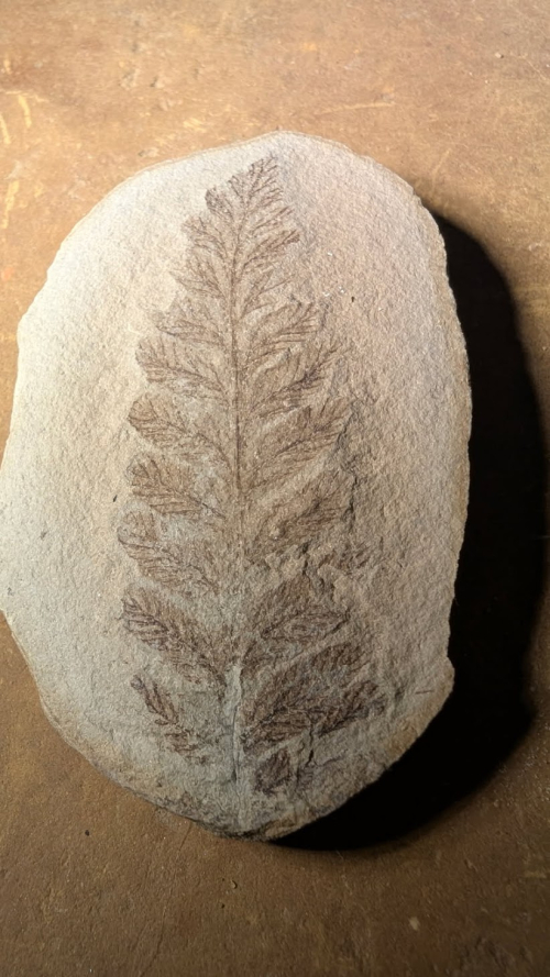 ESCONI's tweet image. Fossil Friday #269: Crenulopteris subcrenulata #fossils #paleontology #MazonCreek #FossilFriday #fern #pennsylvanian #carboniferous
esconi.org/esconi_earth_s…