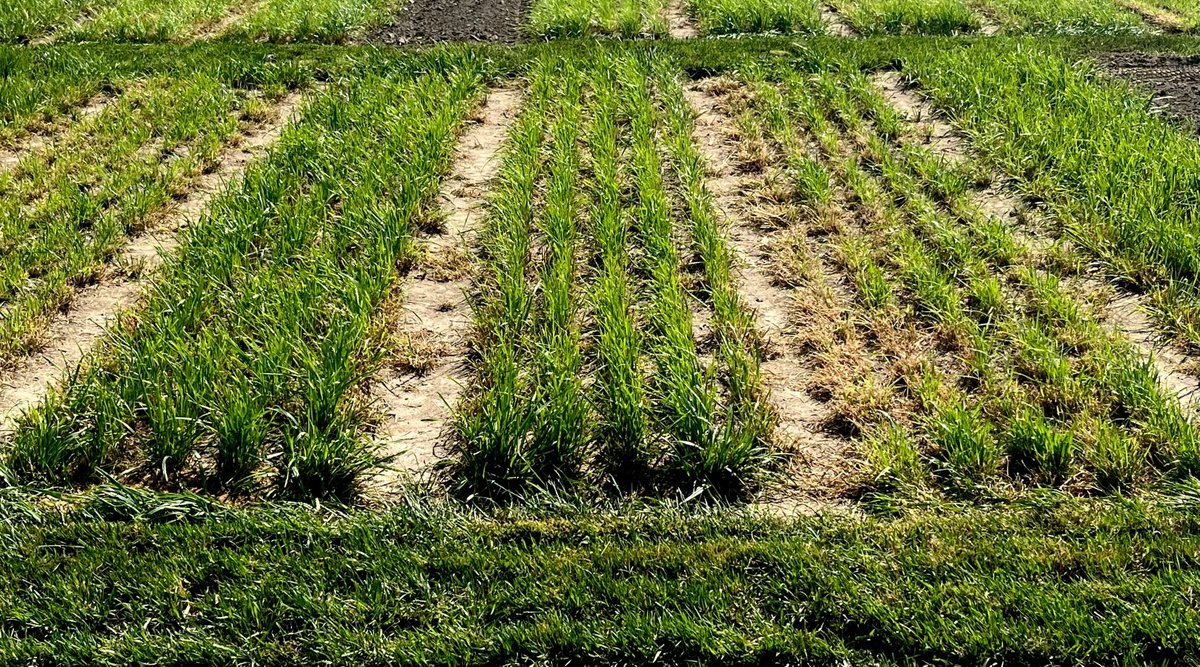 DLF Canada tweet media