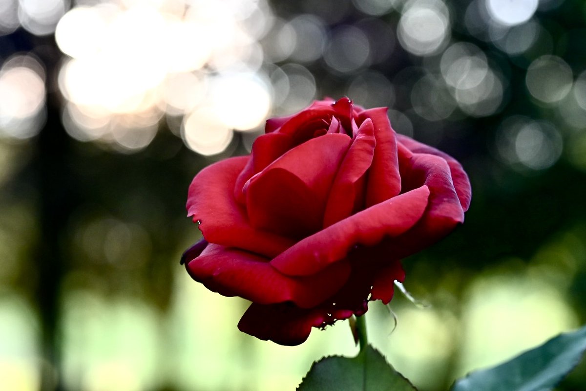 gregg28's tweet image. If you could smell this…..