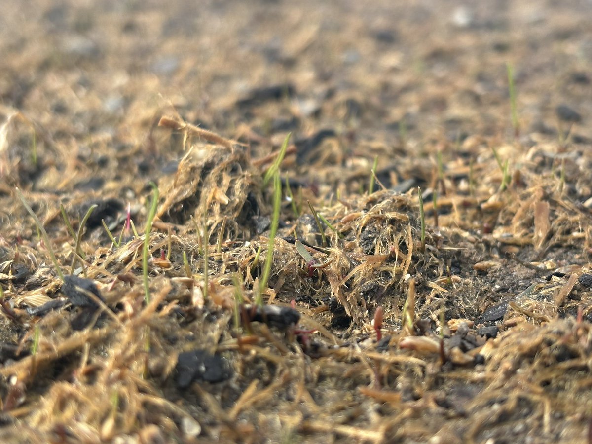 traviserose11's tweet photo. Five days after hydro seeding my yard with 1 variety of grass finally. Red Heads popping out of the ground #greenacreshydroseeding #simplotturf #tenacity #sidewaysrye https://t.co/cgTlqpUFRE