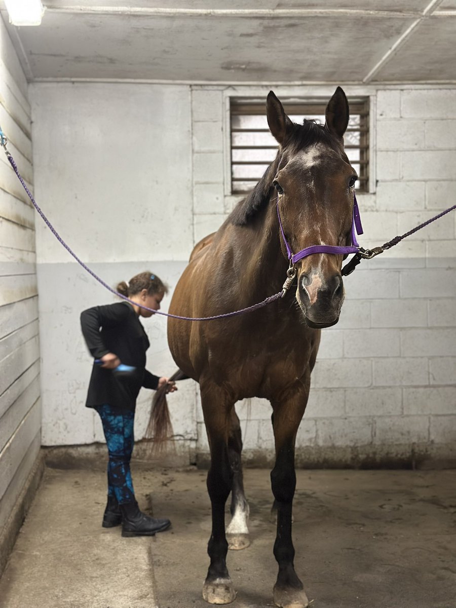 One of our amazing riders getting her horse all groomed and ready for their lesson. Moments like these are what it’s all about building bonds, gaining confidence, and learning something new every ride. 
 #EquestrianLife #HorsebackRiding #TherapeuticRiding #FarmLife #ameniany