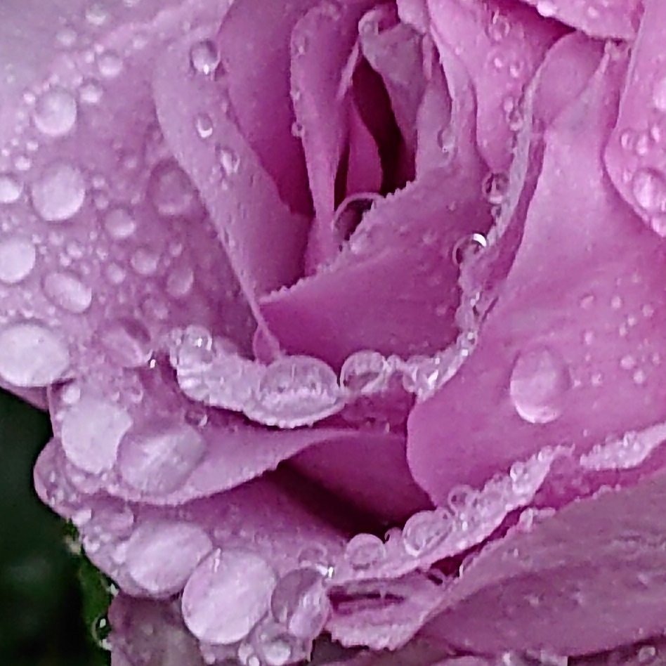 湘南方面
厳しい暑さになっています

【 #薔薇  #水滴 #雫 】