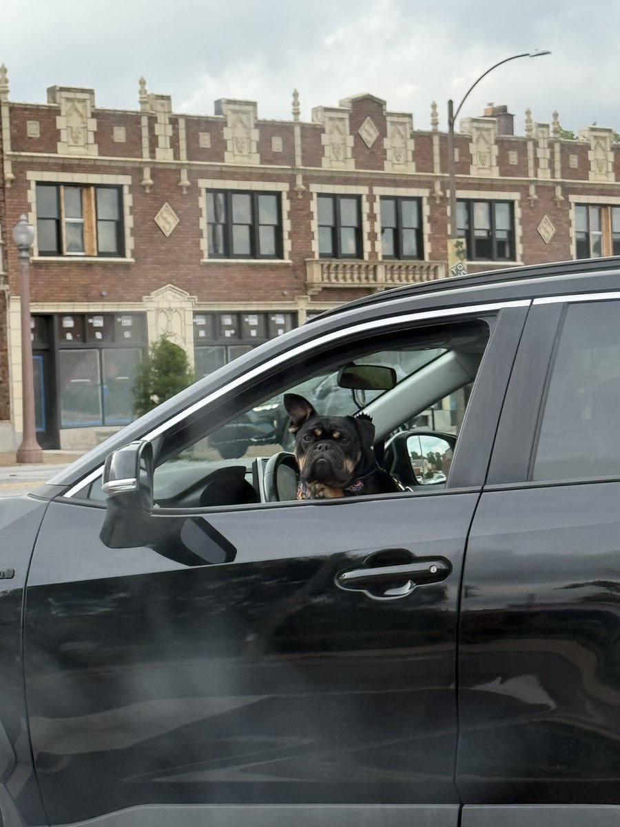 who gave that dog a license