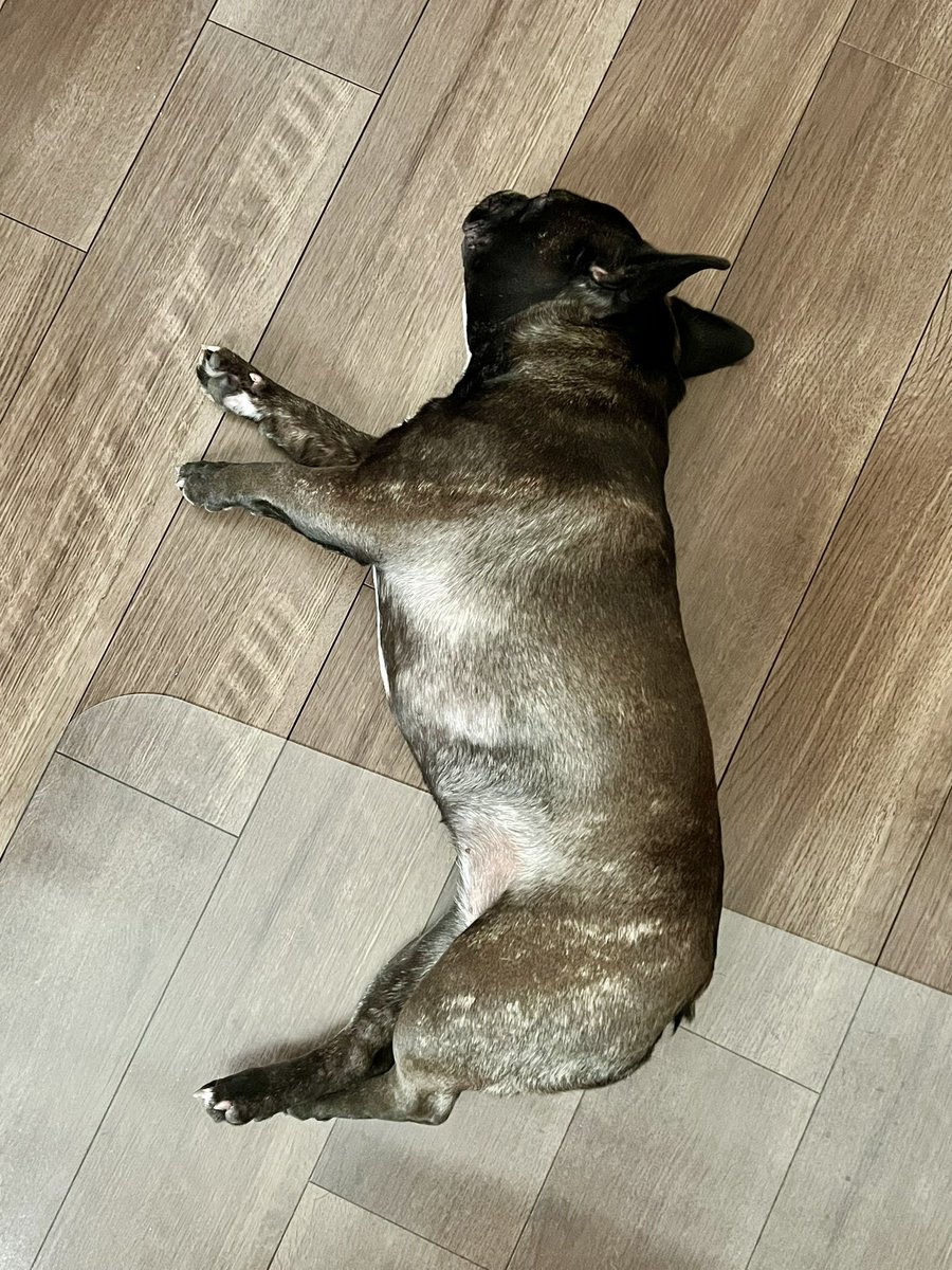 ほたる｜French Bulldog🐾 tweet media