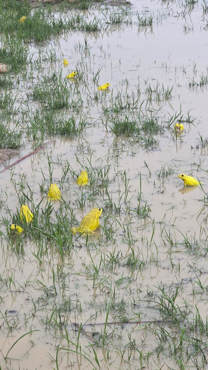 मलाई चैं यी सुनौला पाहा देखेपछि मात्र बर्खा लाएजस्तो लाउँछ। #Monsoon2025