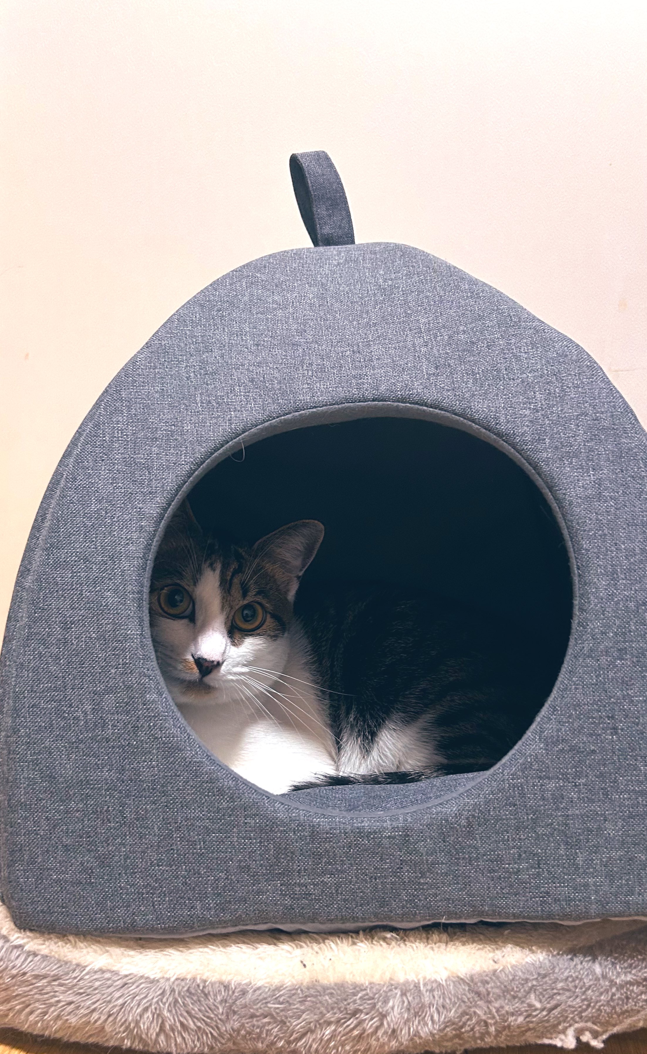 楽天市場】【新作追加】ねこ肯定感 抱きまくら Lサイズ L (みけ