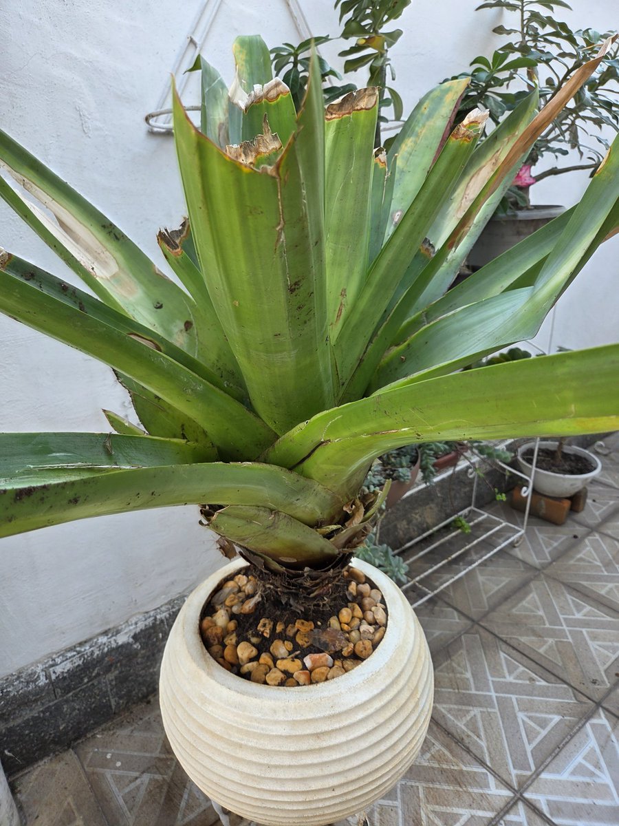 Boa noite queridos.
A vizinha ia jogar essa planta fora e eu pedi para nao jogar que eu ia tentar salvá-la.
Detalhe: nao sei que panta é, alguém pode de ajudar 😔