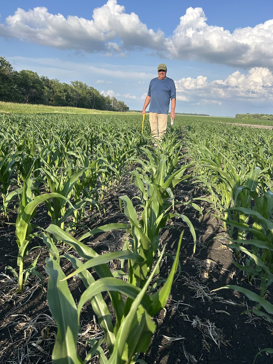 (Almost) knee high before July ! Our earliest corn field just givener under these dry conditions. <a href="/NSGeneticsCA/">NorthStar Genetics</a> 271 always delivering 🌽