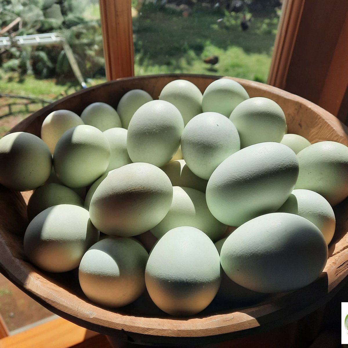 GMapuches's tweet photo. A tu guena cosecha de #huevos de #Gallinas #Mapuche #Kollonkas y #Ketros 
#SeguridadySoberaniaAlimentaria 
Con
#MuletPresidente 
#Chile https://t.co/8mhZ1eNv3q