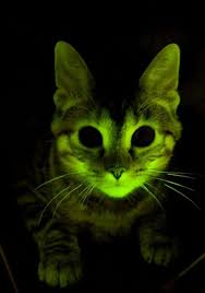 do you guys understand what's about to happen ?? 

$raycat is about to go nuclear 

i warned you, only higher we go