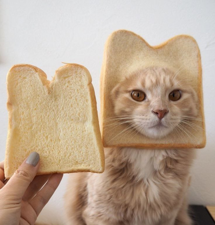 INBREDCATONSOL's tweet photo. If loving my cat like it’s my deity makes me part of a cult…
then pass the robe, y’all.🍞🫵😹🍞 #cat https://t.co/G15dsBODqf