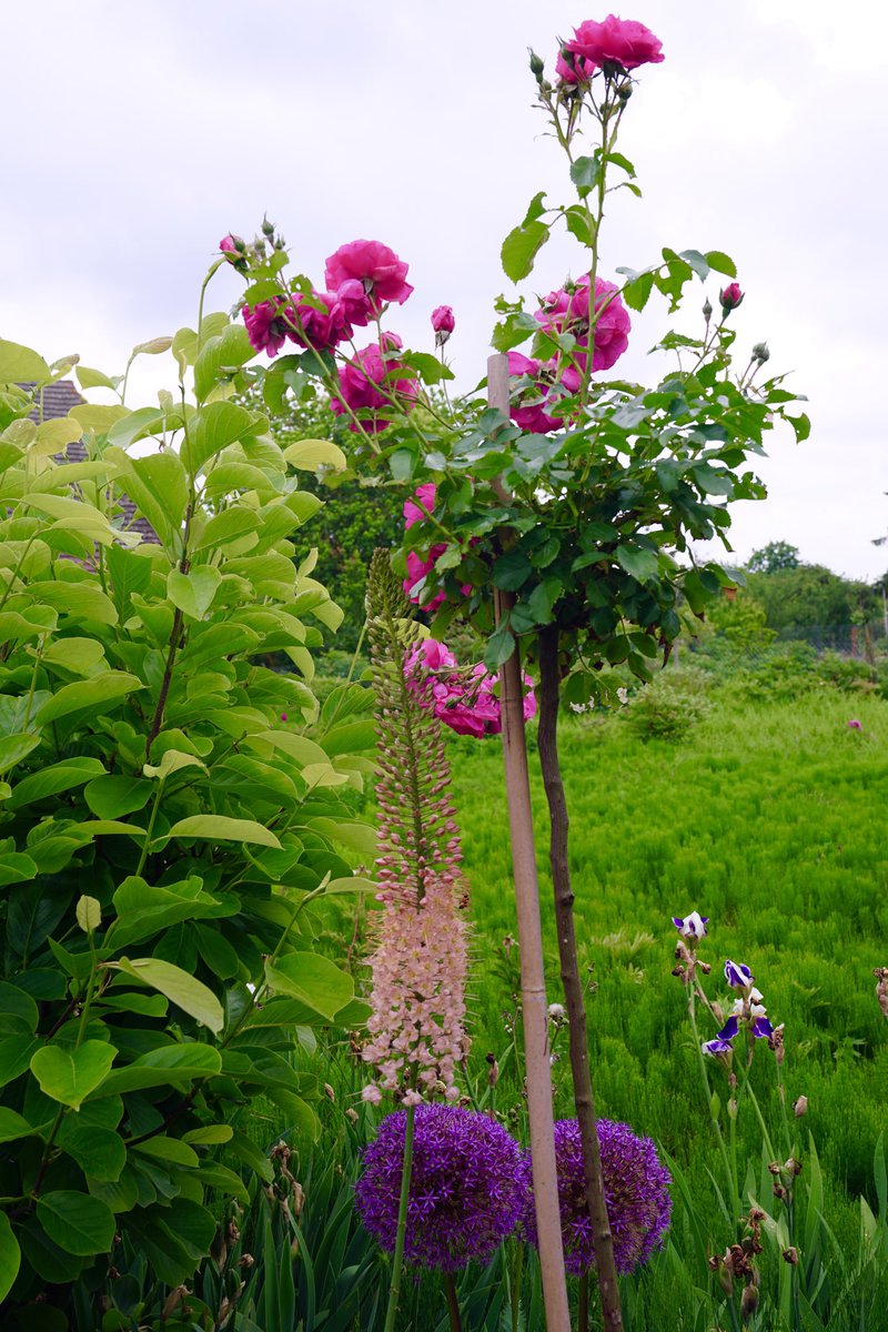 Guten Morgen ihr Lieben 🫶 
Habt einen entspannten Dienstag 🌹☕️☕️🪻🤗👋