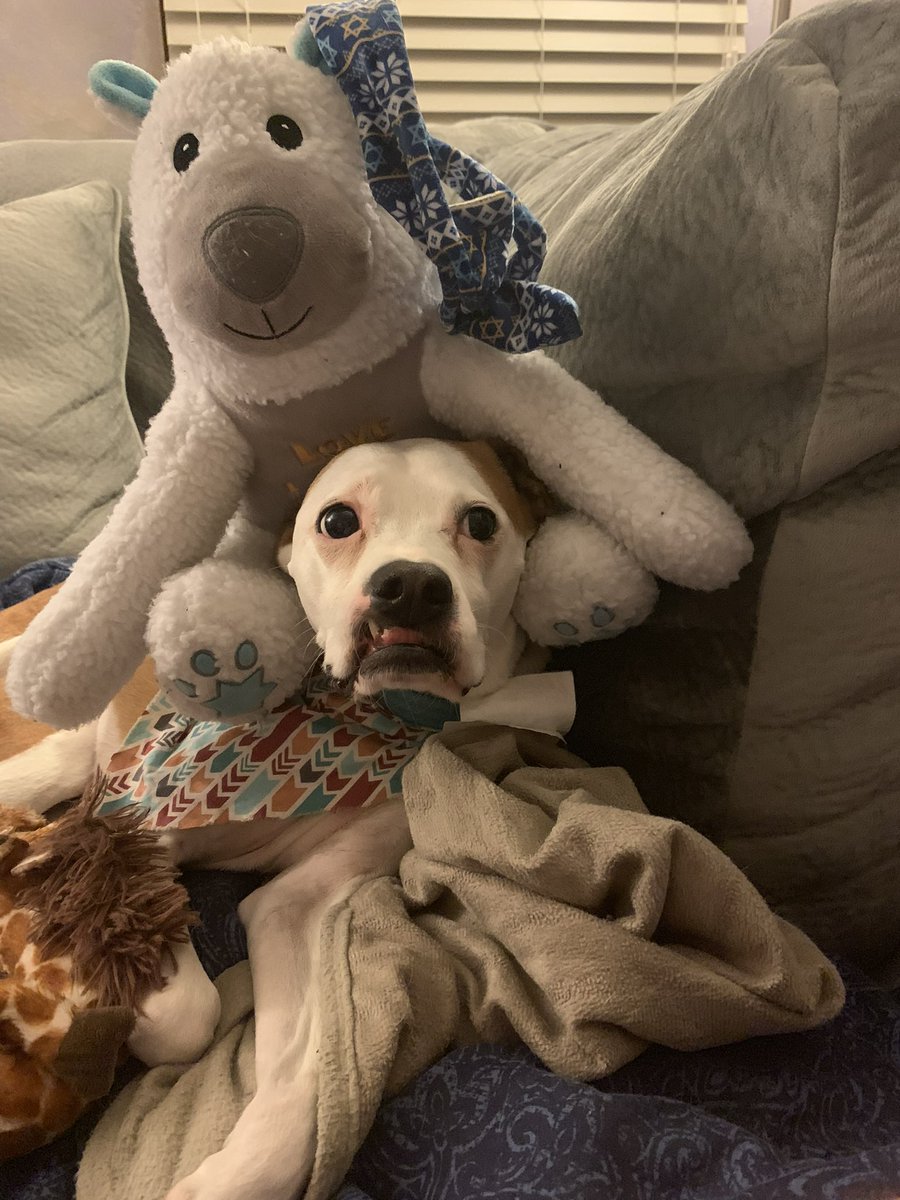 Sponge2Official's tweet photo. Rest easy Zoey I love you 💔 https://t.co/MnYsinMPad