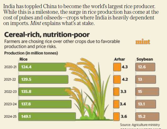 India, not China, is now the world's largest rice producer. But this is a crown of thorns- an addiction which runs from public research labs and the farm, all the way to our plates. <a href="/livemint/">Mint</a> Primer on this visceral cereal-bias
livemint.com/economy/mint-p…