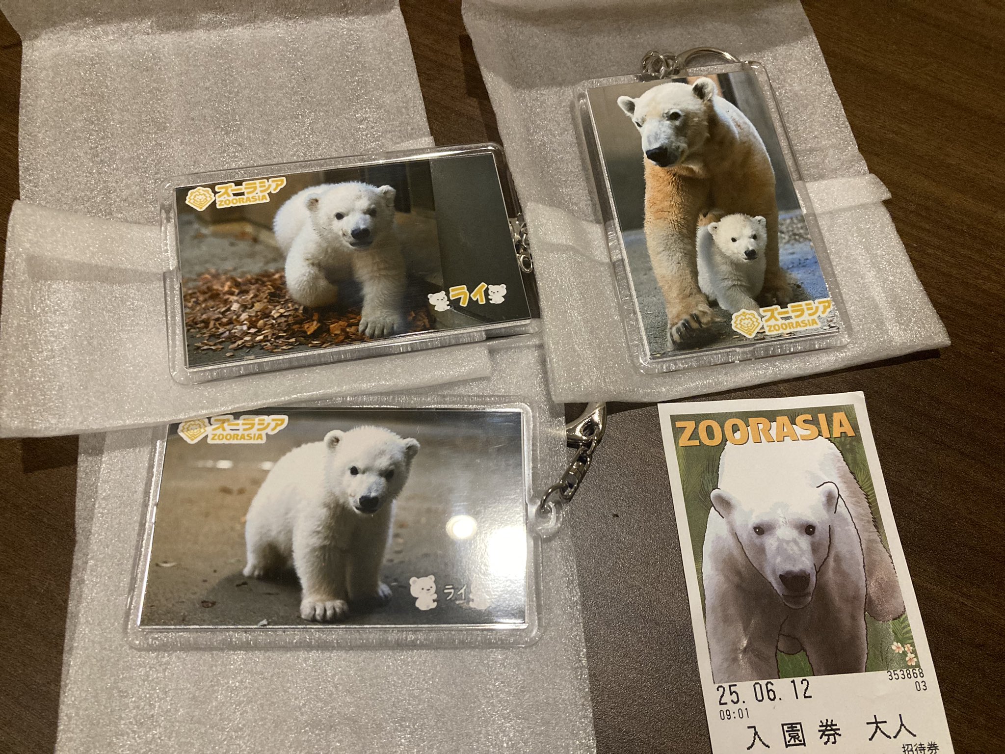 5/15更新】ホッキョクグマの親子を公開いたします！！|イベント