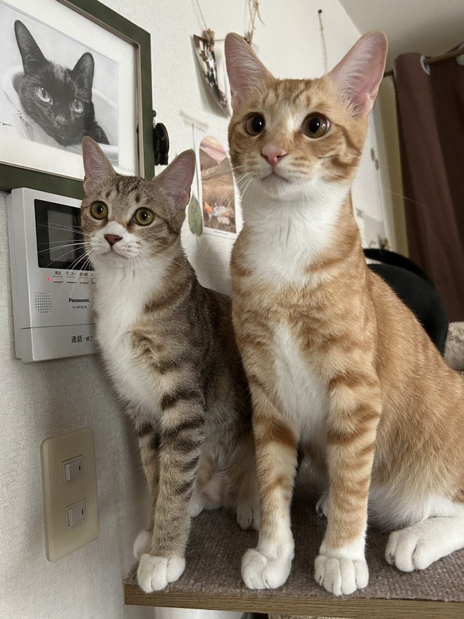 tortoiseshell_9's tweet image. 🐱＜ 首輪どこやったか？知らなーい