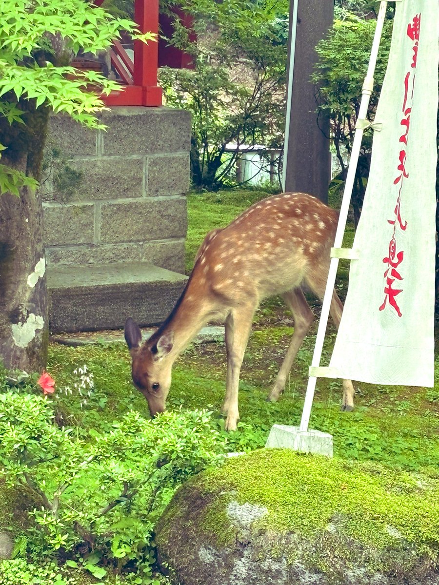nikkonohoshi's tweet photo. 鹿さん、ご来館！
#鹿が来た https://t.co/QXIVFWbncE