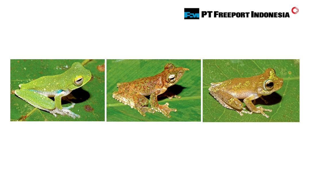 IDFreeport's tweet image. 50% burung di Mimika, seperti Cenderawasih dan Kingfisher, hanya ditemukan di Papua. Selain itu, 60% katak juga endemik dan beberapa di antaranya masih baru ditemukan! 🦜🐸

#FreeportIndonesia #KitaFreeportIndonesia #Freeport #PertambanganTerintegrasi #PertambanganHuluHilir