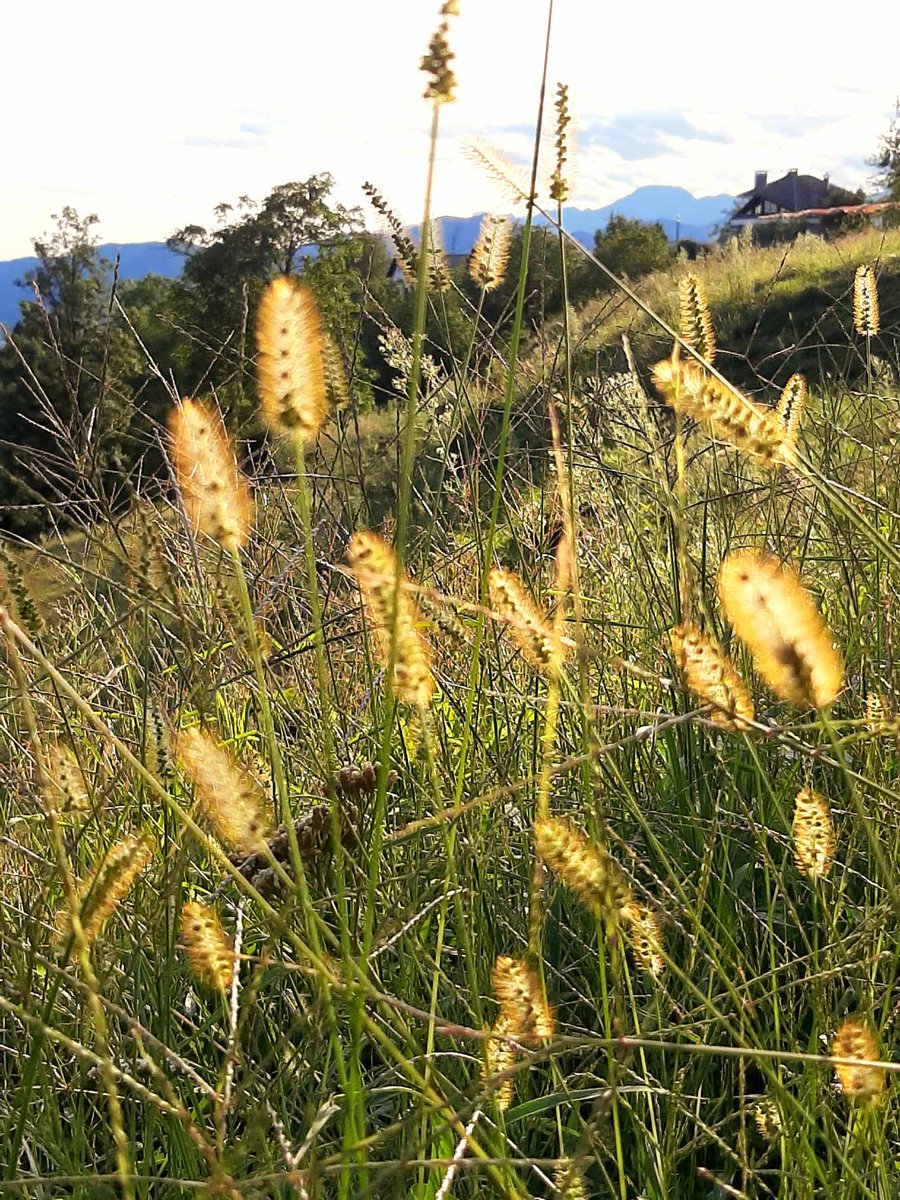 MiraSound (@montecrossa) on Twitter photo #Photo by #Mirakali Summer meadow <a href="/yzcyzf/">性格色覚W異常フニクラ@CFS&無呼吸&HSP</a> <a href="/KeiraNightly2/">Keira Nightly</a> <a href="/iliana_uribe/">Iliana Uribe García</a> #photography #photographer #Mirapuri #NaturePhotography #meadow #summer #atmosphere #landscapephotography #TwitterNatureCommunity #nature #landscape Mirakali.net #Photo by #Mirakali Summer meadow <a href="/yzcyzf/">性格色覚W異常フニクラ@CFS&無呼吸&HSP</a> <a href="/KeiraNightly2/">Keira Nightly</a> <a href="/iliana_uribe/">Iliana Uribe García</a> #photography #photographer #Mirapuri #NaturePhotography #meadow #summer #atmosphere #landscapephotography #TwitterNatureCommunity #nature #landscape Mirakali.net