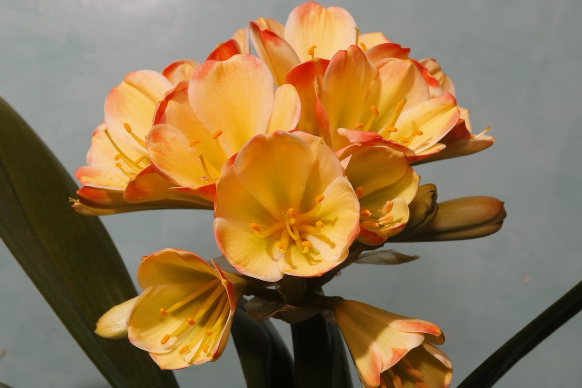 園芸JAPAN7月号では、春に開催された君子蘭展に展示された花をご紹介。鮮やかな花色、個性豊かな花形、会場を彩った一鉢を掲載しています。