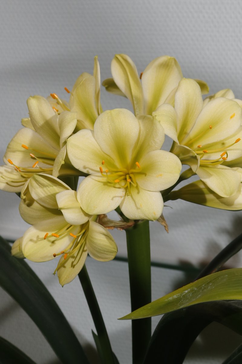 園芸JAPAN7月号では、春に開催された君子蘭展に展示された花をご紹介。鮮やかな花色、個性豊かな花形、会場を彩った一鉢を掲載しています。