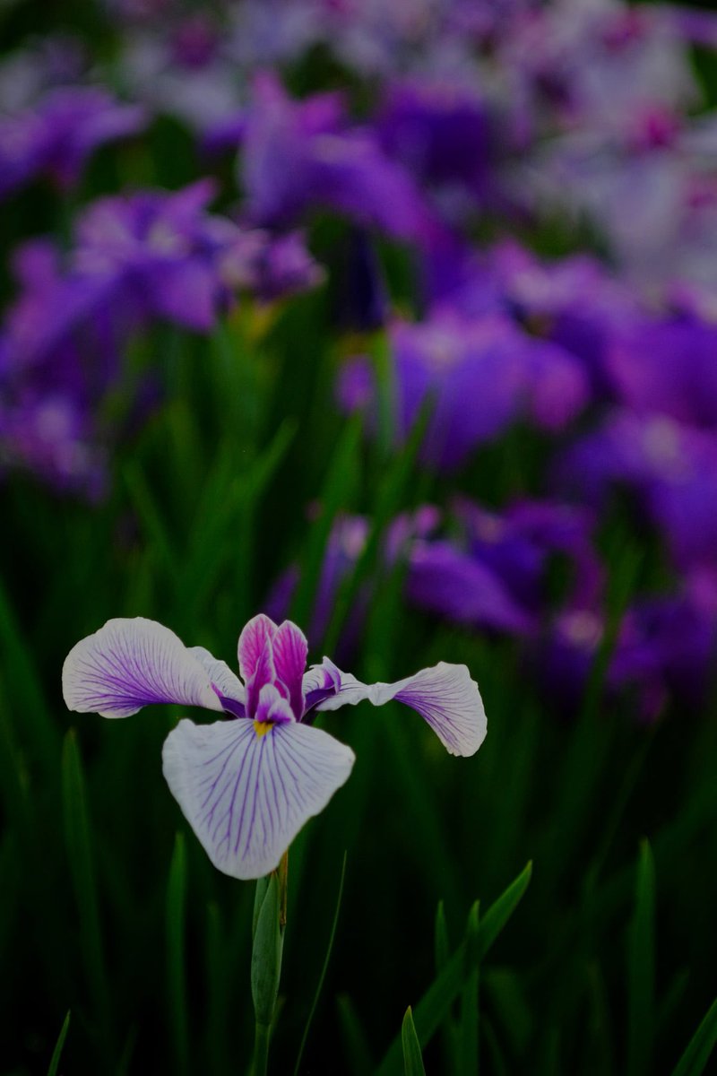 「初夏の彩り」

FUJIFILM X-E2、LENSBABY Velvet 56㎜F1.6
TAMRON SP 90㎜F2.5 (52B)

#花菖蒲