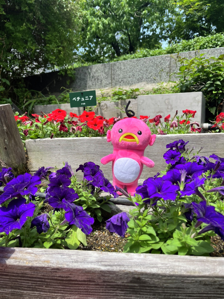 この花は「ペチュニア」って
いうらシ～ε(´ω｀*)3

とってもキレイな色だシ～♪

#エビシー #お花 #キレイ
#ABC #ABCキャラクター
#ABCテレビ #ABCラジオ