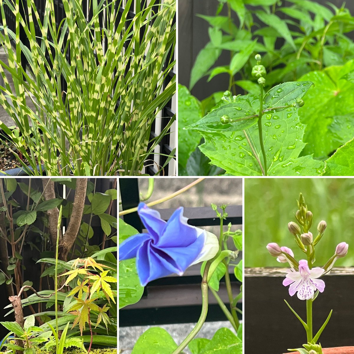 なでしこ様用(⁠人⁠*⁠´⁠∀⁠｀⁠)⁠。⁠*゜⁠+ What it isNt）ART BY MARKGONZALES / (ワットイットイズント) アート