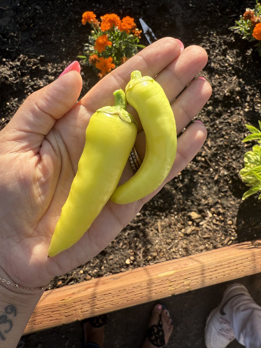 Back up the semi <a href="/AliMiller/">Aliana (Ali) Miller</a>  we’ve got some bananas peppers! #GrowAGardenIRL